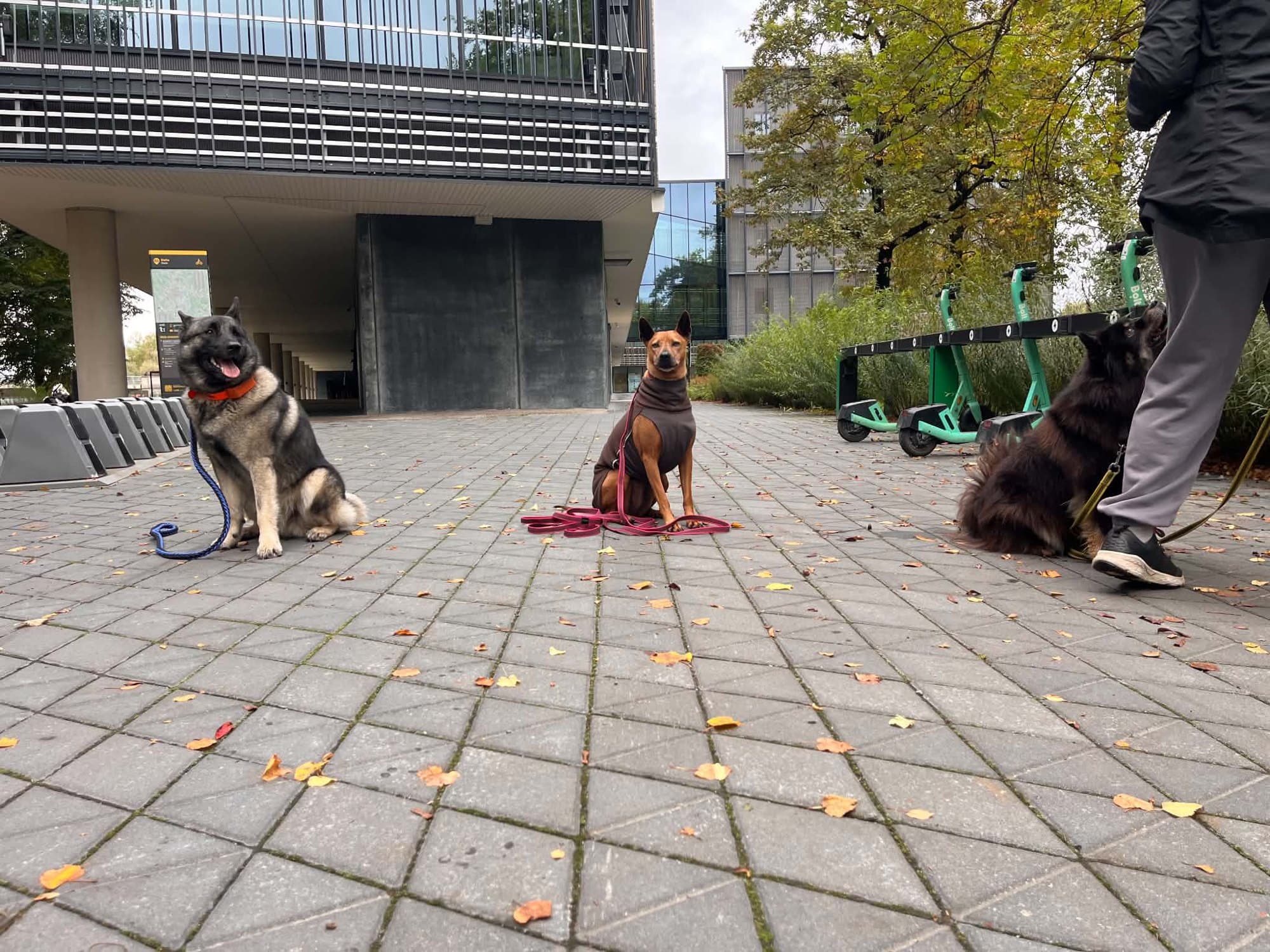Kolm koera istuvad rahulikult linnatänaval