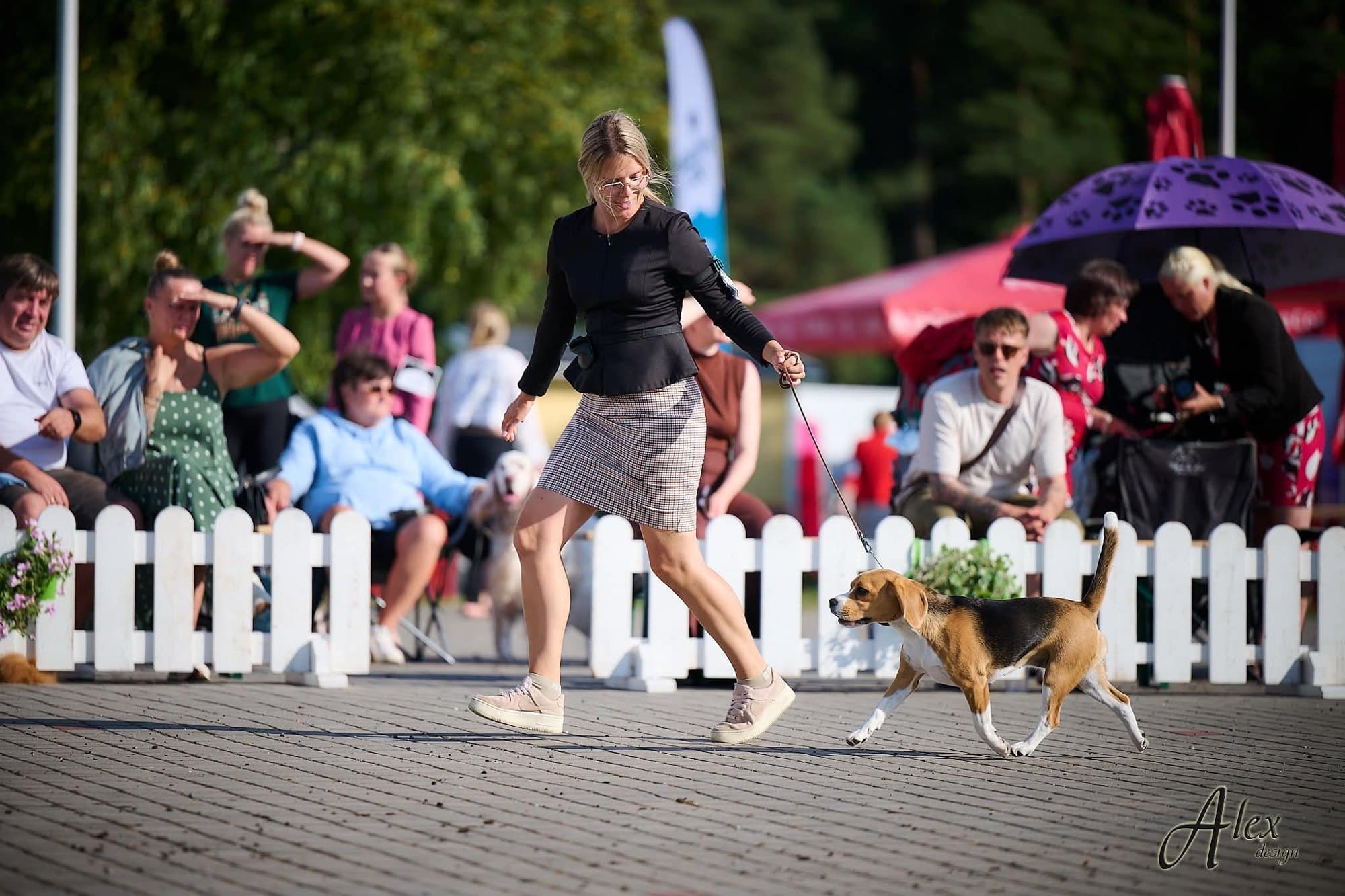Beagle traavib juhi kõrval näituseringis